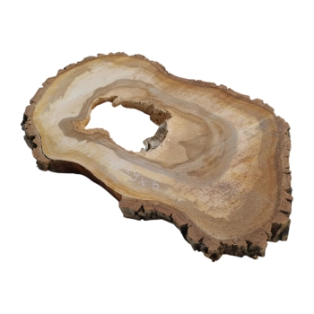 Plaster Orzecha Włoskiego 63x39x6cm