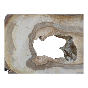 Plaster Orzecha Włoskiego 63x39x6cm