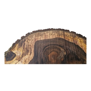 Plaster Orzecha Włoskiego 118x59x10cm
