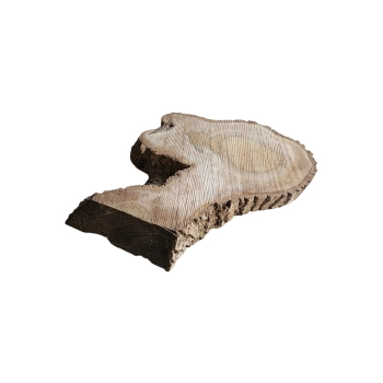 Plaster Orzecha Włoskiego 68x60x8cm