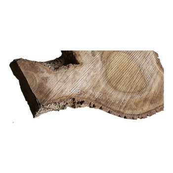 Plaster Orzecha Włoskiego 68x60x8cm