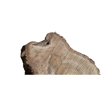 Plaster Orzecha Włoskiego 68x60x8cm