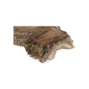 Plaster Orzecha Włoskiego 64x48x7cm