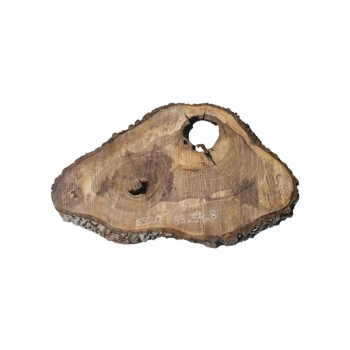 Plaster Orzecha Włoskiego 83x54x8cm