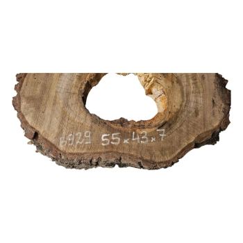 Plaster Orzecha Włoskiego 55x43x7cm