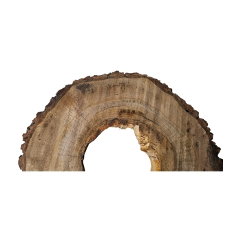 Plaster Orzecha Włoskiego 55x43x7cm