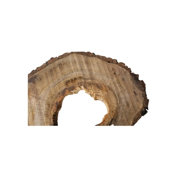 Plaster Orzecha Włoskiego 55x43x7cm