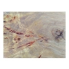 Plaster Topoli z Czeczotą 69x72x9cm