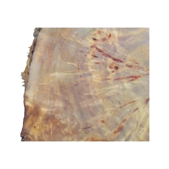 Plaster Topoli z Czeczotą 69x72x9cm