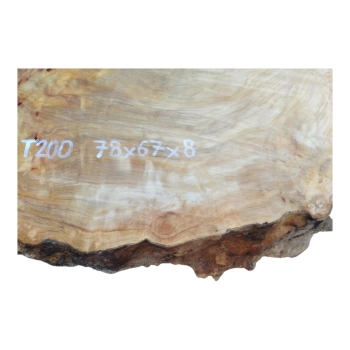 Plaster Topoli z Czeczotą 78x67x8cm