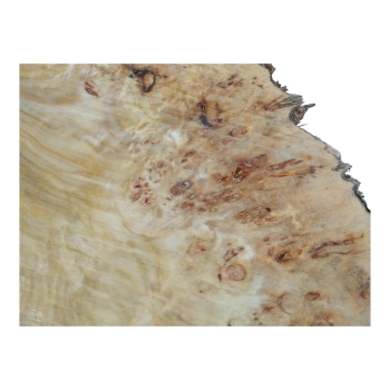 Plaster Topoli z Czeczotą 78x67x8cm