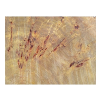 Plaster Topoli z Czeczotą 78x69x9cm