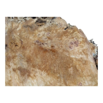 Plaster Topoli z Czeczotą 78x76x8cm