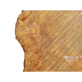 Plaster Topoli z Czeczotą 79x63x7cm