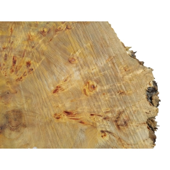 Plaster Topoli z Czeczotą 77x68x10cm