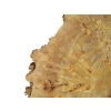 Plaster Topoli z Czeczotą 77x66x10cm