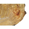 Plaster Topoli z Czeczotą 77x66x10cm