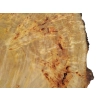 Plaster Topoli z Czeczotą 77x66x10cm