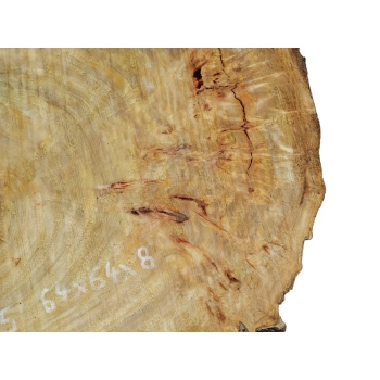 Plaster Topoli z Czeczotą 64x64x8cm