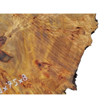 Plaster Topoli z Czeczotą 79x75x8cm