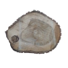 Plaster Orzecha Włoskiego 53x43x5cm