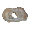 Plaster Orzecha Włoskiego 61x39x6cm