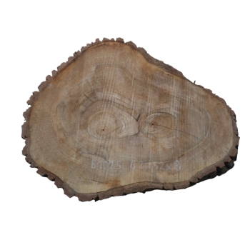 Plaster Orzecha Włoskiego 62x52x8cm