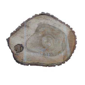 Plaster Orzecha Włoskiego 53x43x5cm