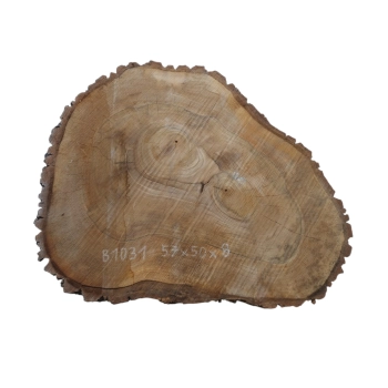 Plaster Orzecha Włoskiego 57x50x8cm