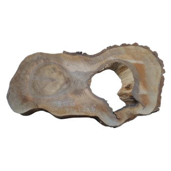 Plaster Orzecha Włoskiego 79x42x6cm