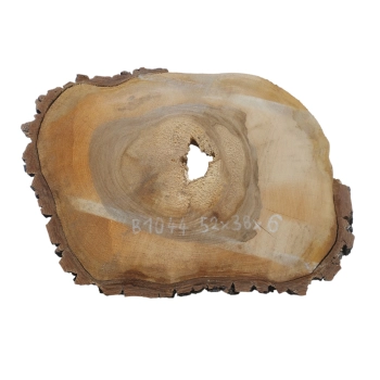 Plaster Orzecha Włoskiego 52x38x6cm