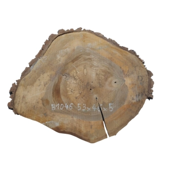 Plaster Orzecha Włoskiego 53x46x5cm