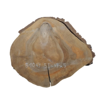 Plaster Orzecha Włoskiego 55x47x5cm