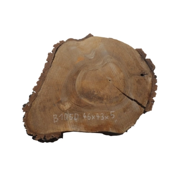 Plaster Orzecha Włoskiego 46x43x5cm
