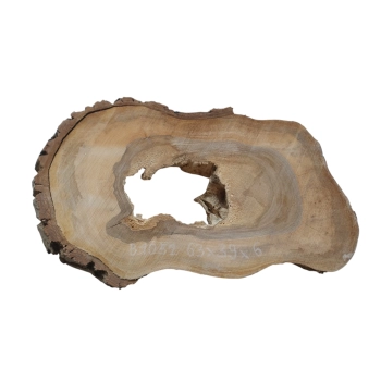 Plaster Orzecha Włoskiego 63x39x6cm
