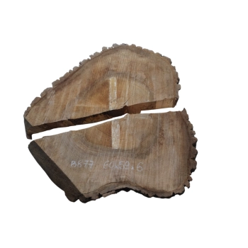 Plaster Orzecha Włoskiego 60x59x6cm w Dwóch Kawałkach