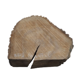 Plaster Orzecha Włoskiego 56x47x6cm