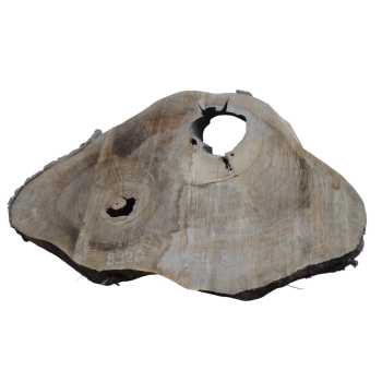 Plaster Orzecha Włoskiego 83x54x8cm