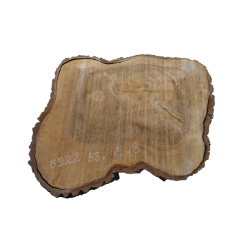 Plaster Orzecha Włoskiego 53x45x8cm