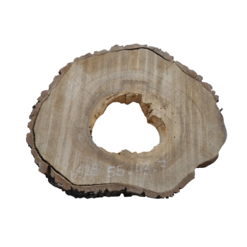 Plaster Orzecha Włoskiego 55x43x7cm