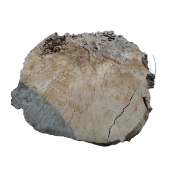 Plaster Topoli z Czeczotą 78x76x8cm