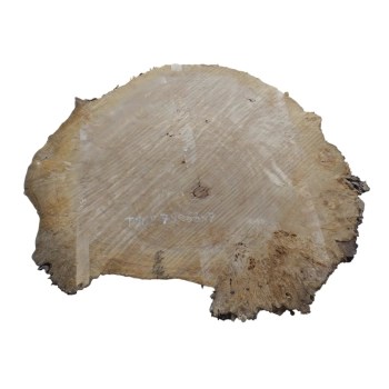 Plaster Topoli z Czeczotą 79x63x7cm