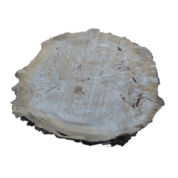 Plaster Topoli z Czeczotą 77x66x10cm