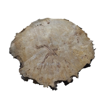 Plaster Topoli z Czeczotą 79x75x8cm