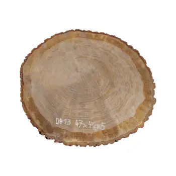 Plaster Dębowy 47x42x5cm Dąb