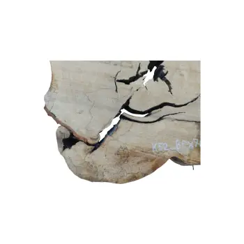 Plaster Kasztanowca 88x70x8cm