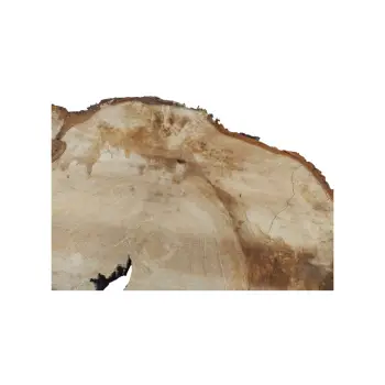 Plaster Kasztanowca 88x70x8cm