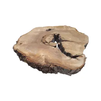 Plaster Kasztanowca 85x83x10cm