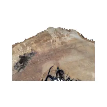 Plaster Kasztanowca 85x83x10cm