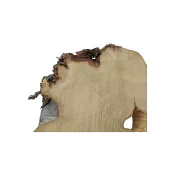 Plaster Akacji 60x48x7cm